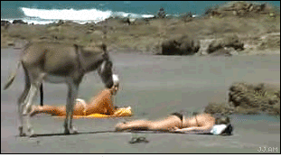bild VIDEO 