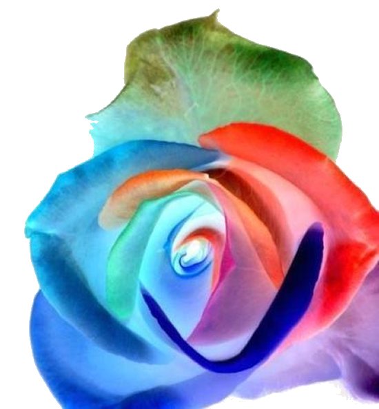Blumen 